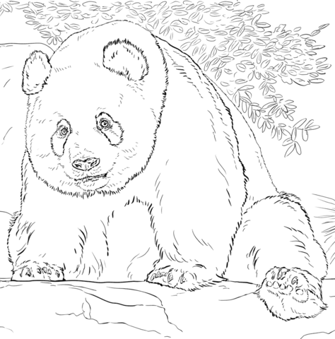 Giant Panda Coloring Page